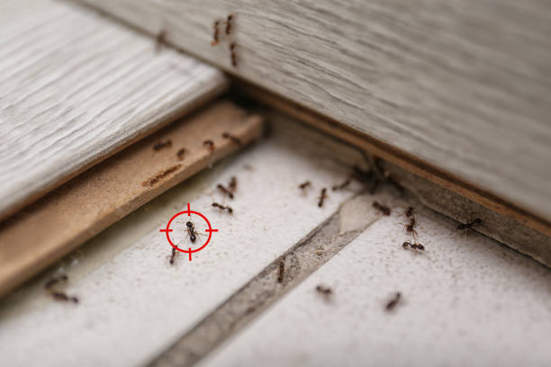 Flea Control Services in White Island Shores, MA