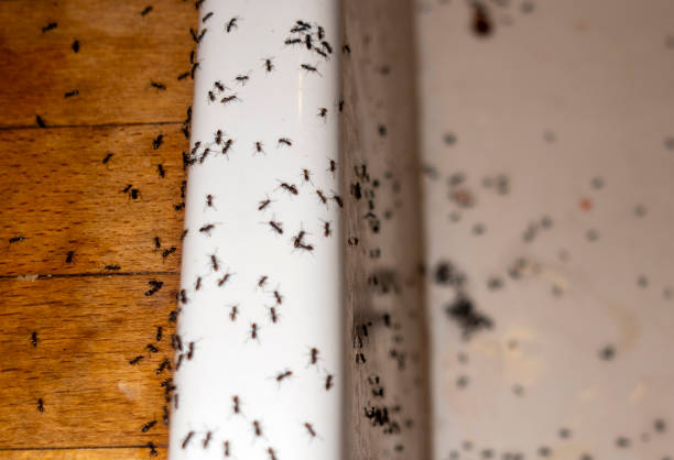 Reliable White Island Shores, MA Pest Control Solutions