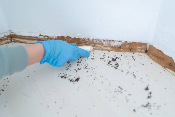 Best Wasp Removal Services  in White Island Shores, MA
